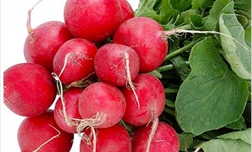 2017 | turp | Küçük